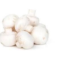 雙孢菇多糖 雙孢菇粉 雙孢菇提取物