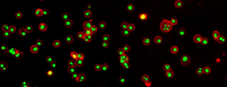 Annexin V Ifluor