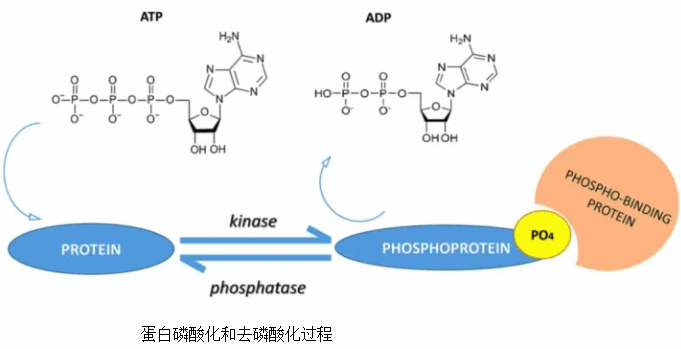 蛋白磷酸化和去磷酸化过程