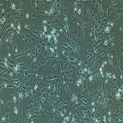 小鼠原代T淋巴细胞（T Lymphocytes Cells） 产品图片