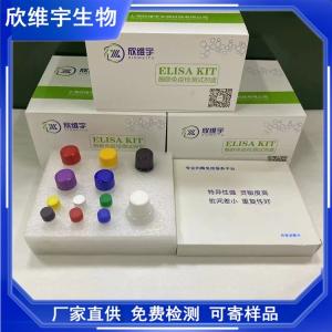 人肾脏雄激素调节蛋白(KAP)elisa试剂盒 产品图片