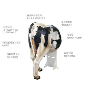训练用仿真模型母牛 产品图片