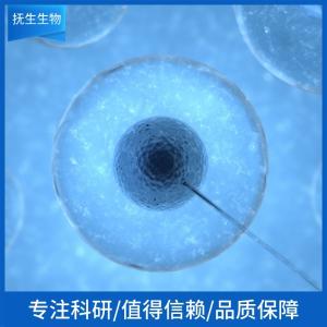 猪肝实质细胞永生化 产品图片