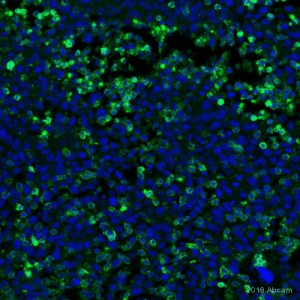 abcam ab133357-40ul 重組Anti-CD11b抗體[EPR1344] 廣州