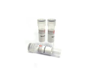 Anti-Monkeypox virus/MPXV A35R Antibody (SAA0287)(抗猴痘病毒单克隆抗体) 产品图片