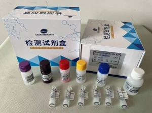 人E钙粘着蛋白/上皮性钙黏附蛋白 E-Cad ELISA试剂盒 产品图片