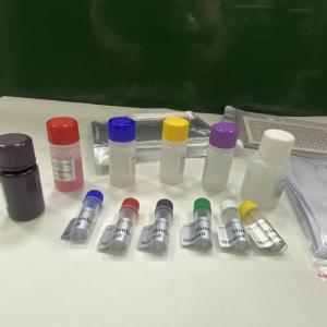 人白介素12 IL-12/P70 ELISA試劑盒