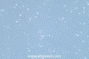 斑马鱼胚胎成纤维细胞 产品图片