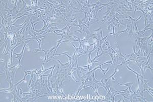 牛肾细胞 产品图片