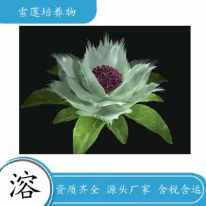 雪莲培养物 固体饮料可定制 代工压片糖果