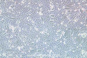 中国仓鼠卵巢细胞k1 亚克隆系 产品图片