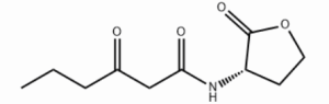 (S)-3-氧代-N-(2-氧代四氢呋喃-3-基)己酰胺