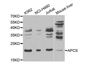 PA5-76026 Serum Amyloid P Polyclonal Antibody