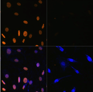 赛默飞 PA5-116785 Histone H3ac (pan-acetyl) Polyclonal Antibody