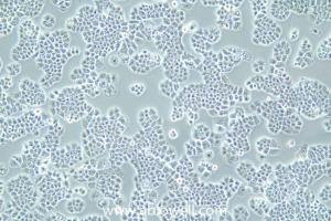NCI-H460 [H460]  (人大细胞肺ai细胞) 产品图片