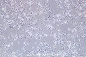 NCI-H446 (人小细胞肺ai细胞) 产品图片