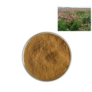 紫锥菊提取物 多种规格 斯诺特拆包打样定制