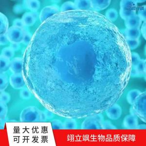 人破骨细胞