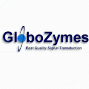 Globozymes轉(zhuǎn)錄因子產(chǎn)品