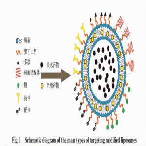 肝靶向多肽SP94修饰载药脂质体SP94-LPs