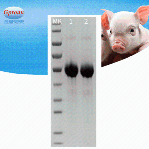 猪瘟E2亚单位蛋白（Recombinant CSFV E2 Protein） 产品图片