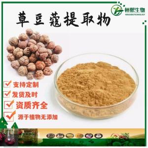 草豆蔻提取物 草豆蔻粉 草蔻仁提取物