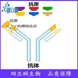 CD34单克隆抗体 产品图片