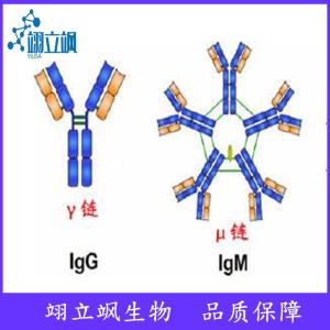 P53单克隆抗体 产品图片