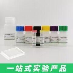 Cell Counting Kit-8（CCK-8）细胞增殖检测试剂盒 C6005M 产品图片