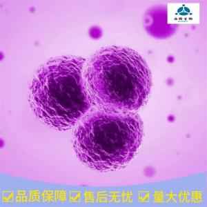 Recombinant Human MEK2 产品图片