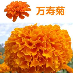 玉米黄质 万寿菊提取 水溶玉米黄质微囊粉 现货包邮