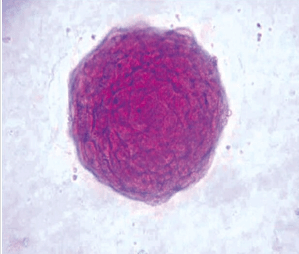 ESGRO® Recombinant Mouse LIF Protein