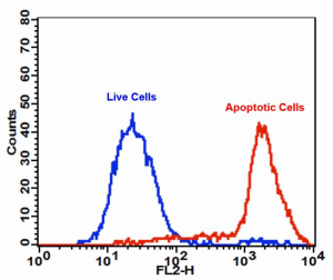 Cell Meter PE-Annexin V细胞凋亡检测试剂盒