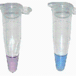 clark一步法支原體檢測(cè)試劑盒 50T