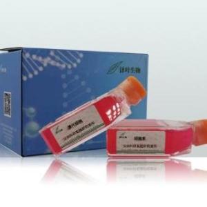 hAPOA4基因敲除株 产品图片