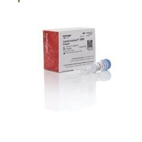 Invitrogen脂质体2000;Lipofectamine2000 11668019