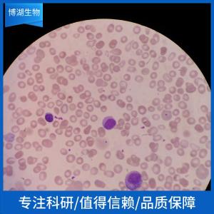 兔成骨细胞 产品图片