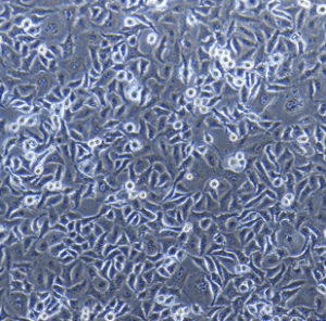 Calu-3细胞 产品图片