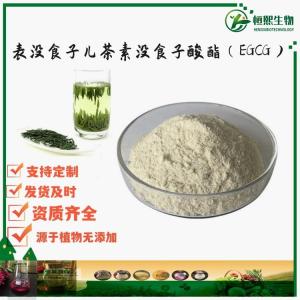 表没食子儿茶素没食子酸酯（EGCG）98% 绿茶多酚95% 绿茶提取物