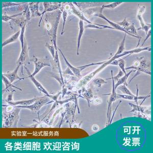 大鼠脑星形胶质细胞 产品图片