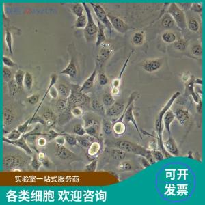 小鼠棕色脂肪细胞 产品图片