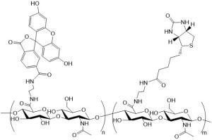 RB/Fitc-HA-Biotin 罗丹明B/荧光素标记生物素化透明质酸