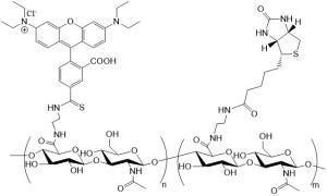 RB-HA-Biotin  罗丹明标记的生物素化透明质酸