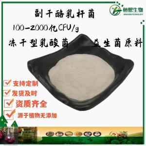 副干酪乳杆菌 100-2000亿CFU/g 冻干型乳酸菌 益生菌原料 